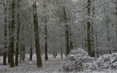 Winter Pest Control – Rats