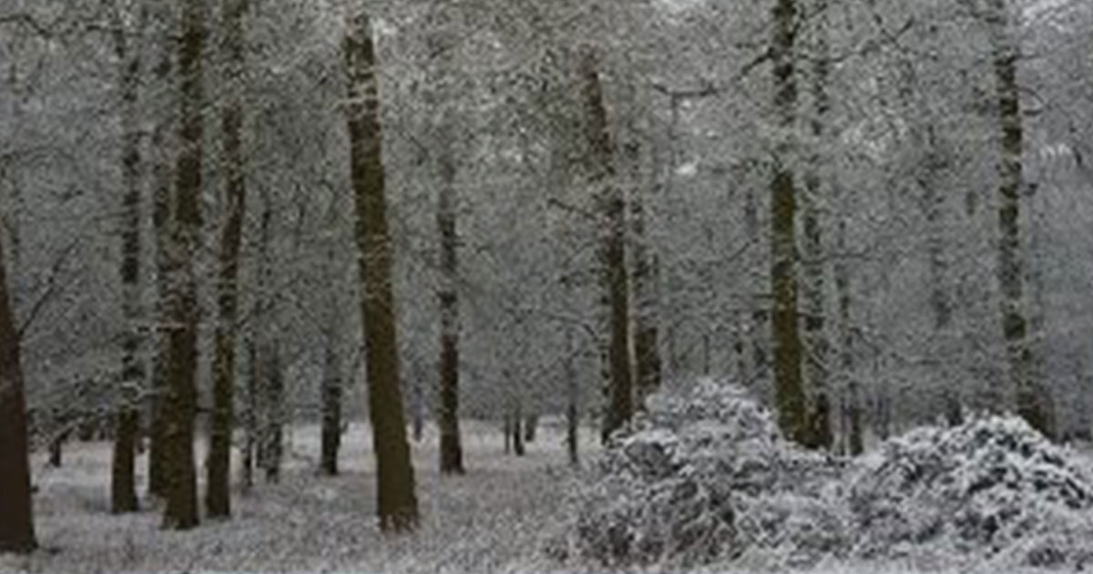 Winter-Pest-Control-Rats Winter-Pest-Control-Rats