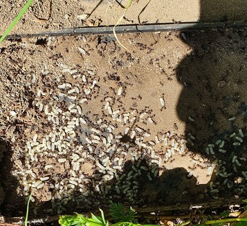 interesting-facts-about-ants interesting-facts-about-ants