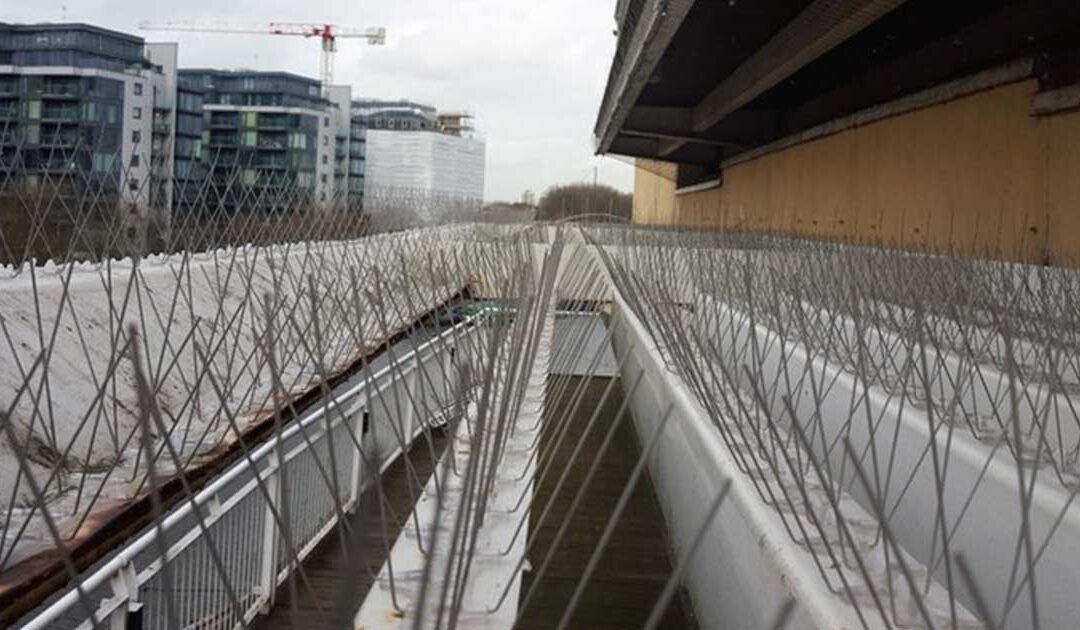 London pigeons get the ‘spike’ treatment