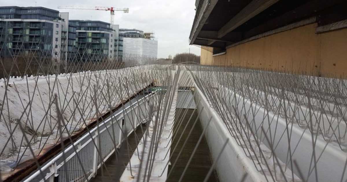 london-pigeons-get-the-spike-treatment london-pigeons-get-the-spike-treatment