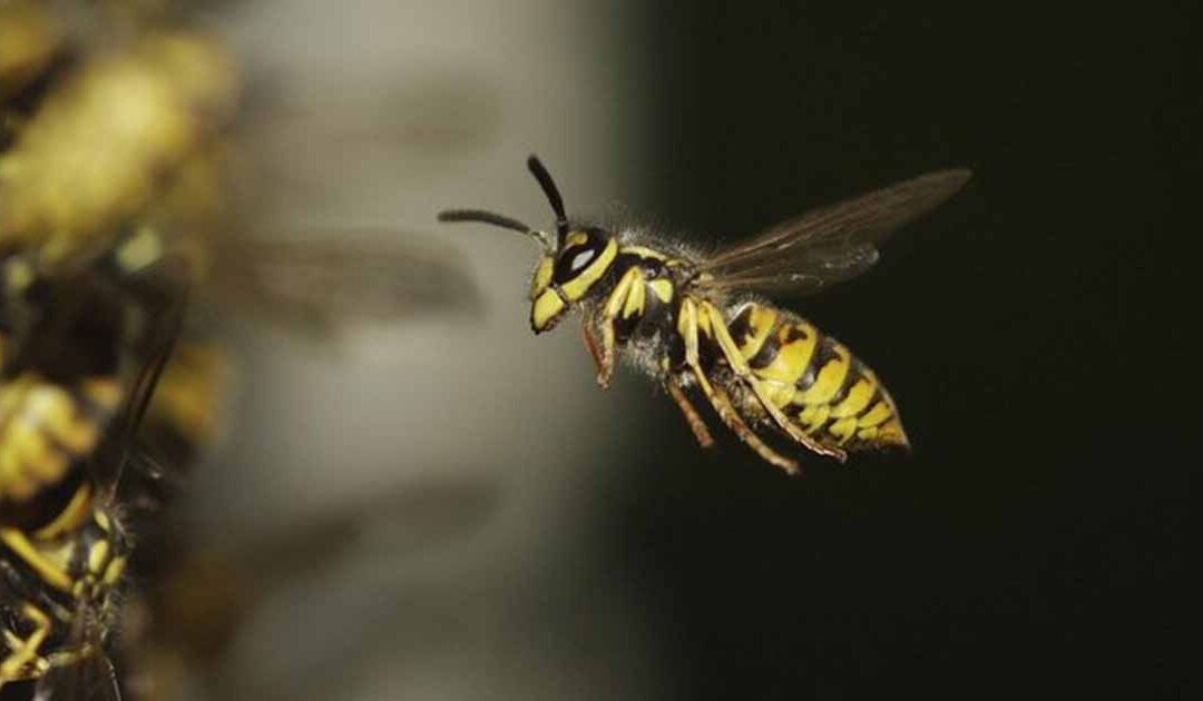 PestWatch July – Wasps