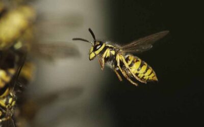 PestWatch July – Wasps