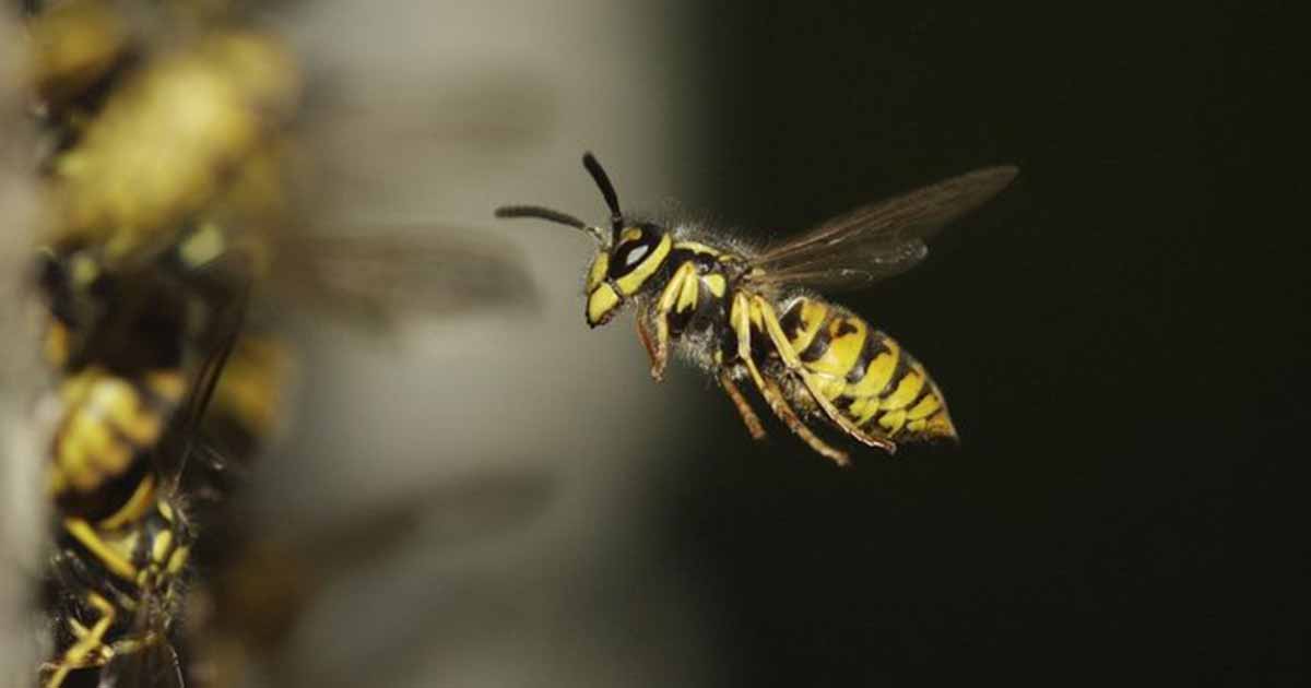 pestwatch-july pestwatch-july