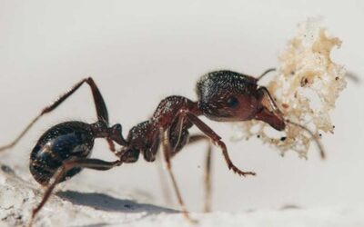PestWatch June – Ants