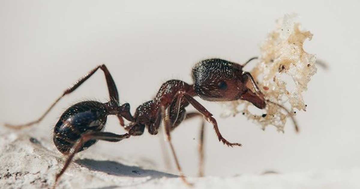 pestwatch-june-ants pestwatch-june-ants