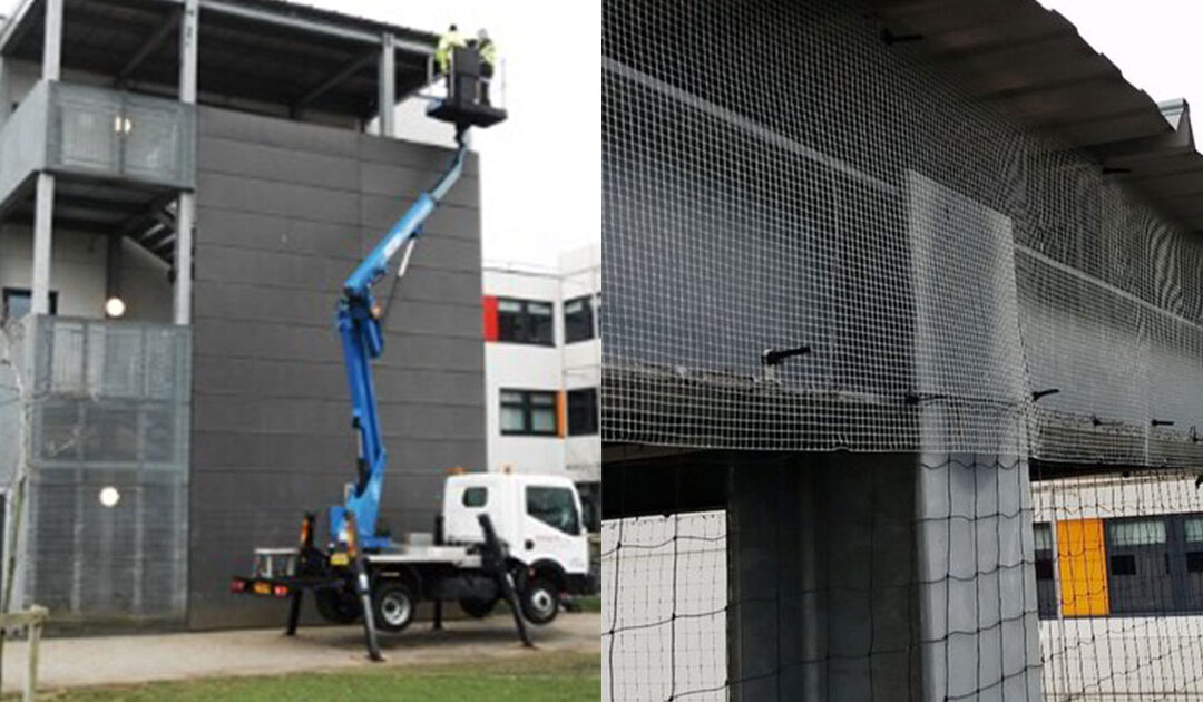 Schools Out (Permanently!) for Pigeons