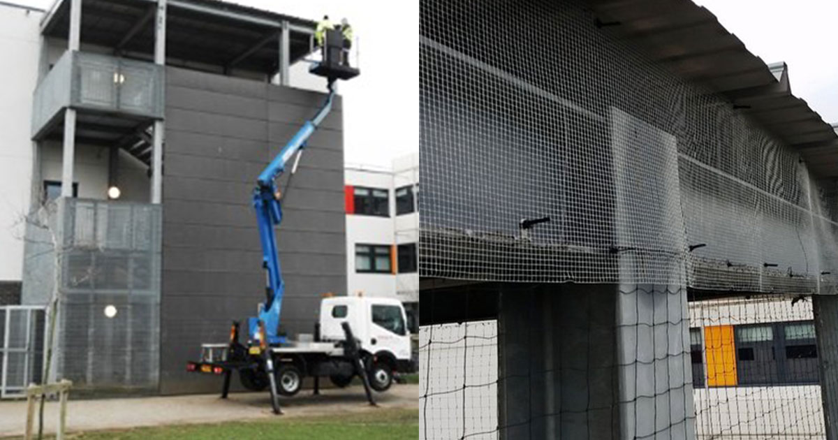 schools-out-permanently-for-pigeons schools-out-permanently-for-pigeons