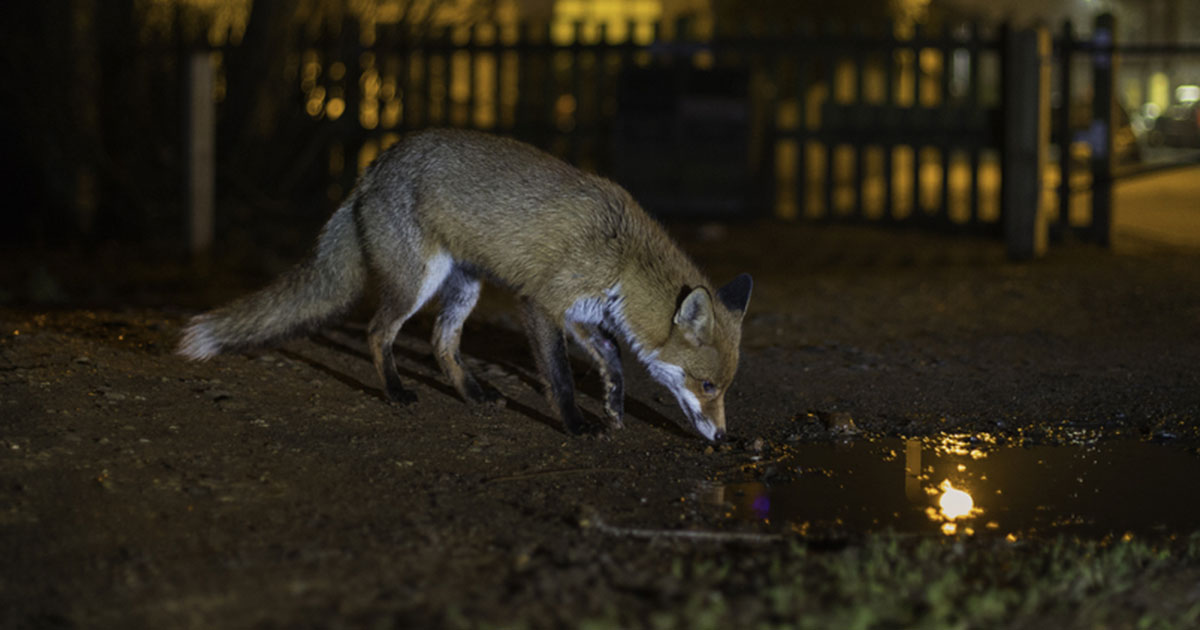 urban-foxes urban-foxes